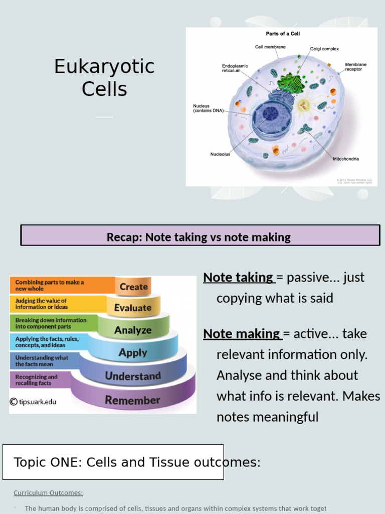 Eukaryotic Cell Structure and Functions | PDF | Cell (Biology) | Cytoplasm