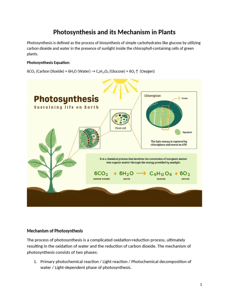 Mechanism of Photosynthesis Explained | PDF | Photosynthesis ...