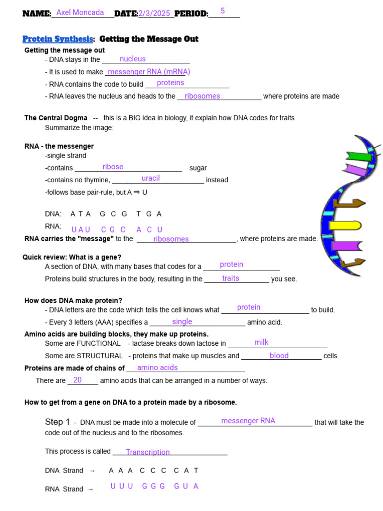 Protein Synthesis Explained: DNA to RNA | PDF | Rna | Messenger Rna