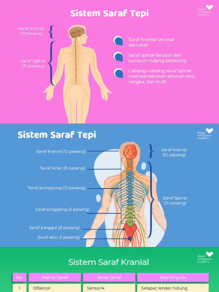 Sistem Saraf 2 | PDF