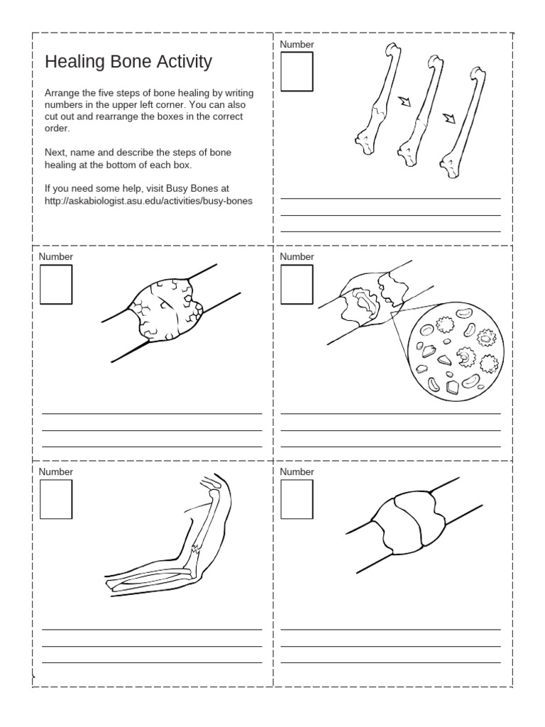 Aab - Healing - Bone - Worksheet 2 | PDF