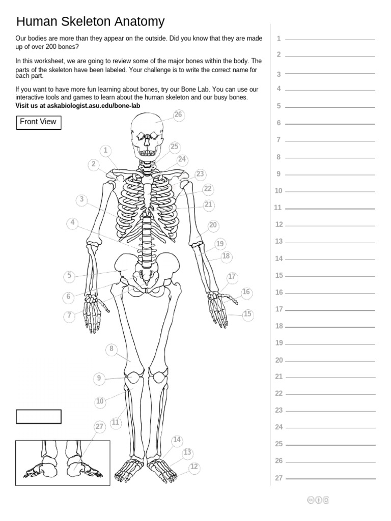 Human Skeleton Anatomy Worksheet | PDF | Zoology | Anatomy