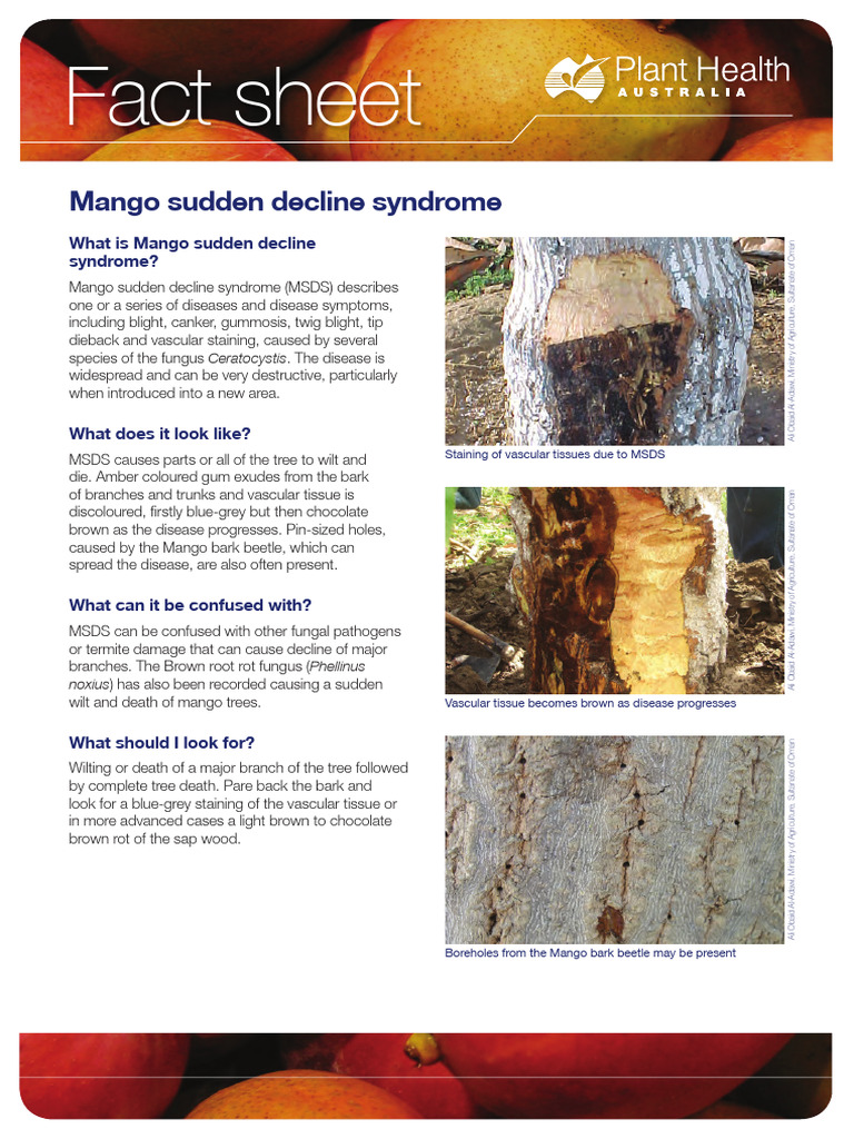 Mango Sudden Decline Syndrome Guide | PDF | Trees | Organisms