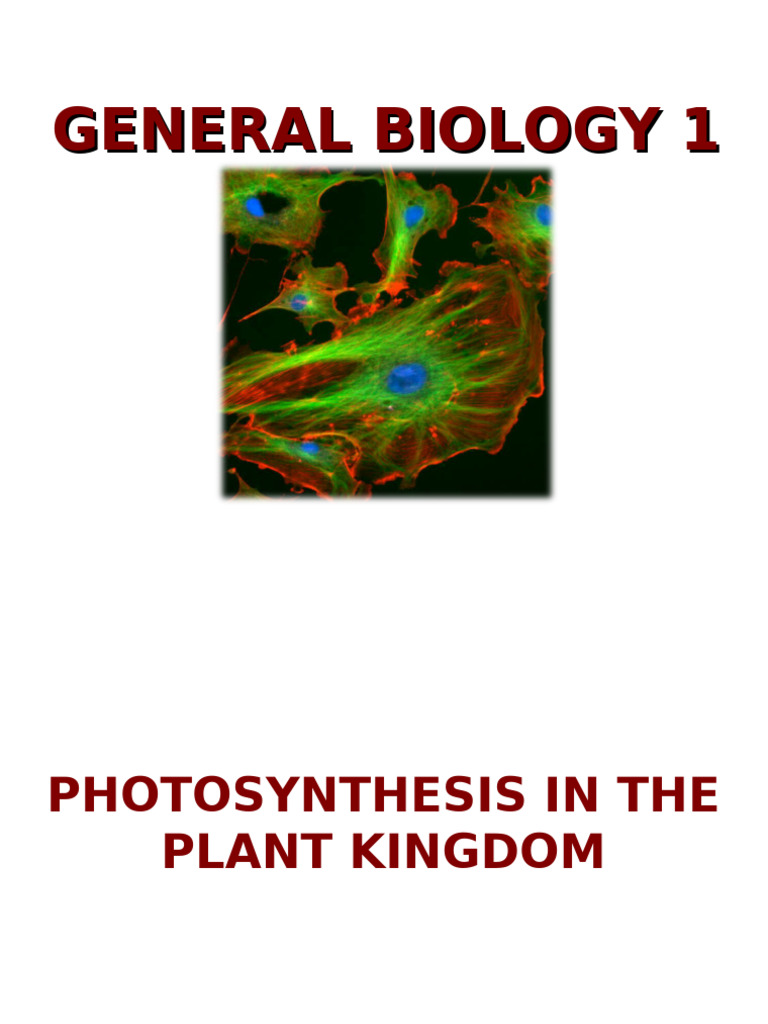 Understanding Photosynthesis Process | PDF | Photosynthesis | Adenosine ...