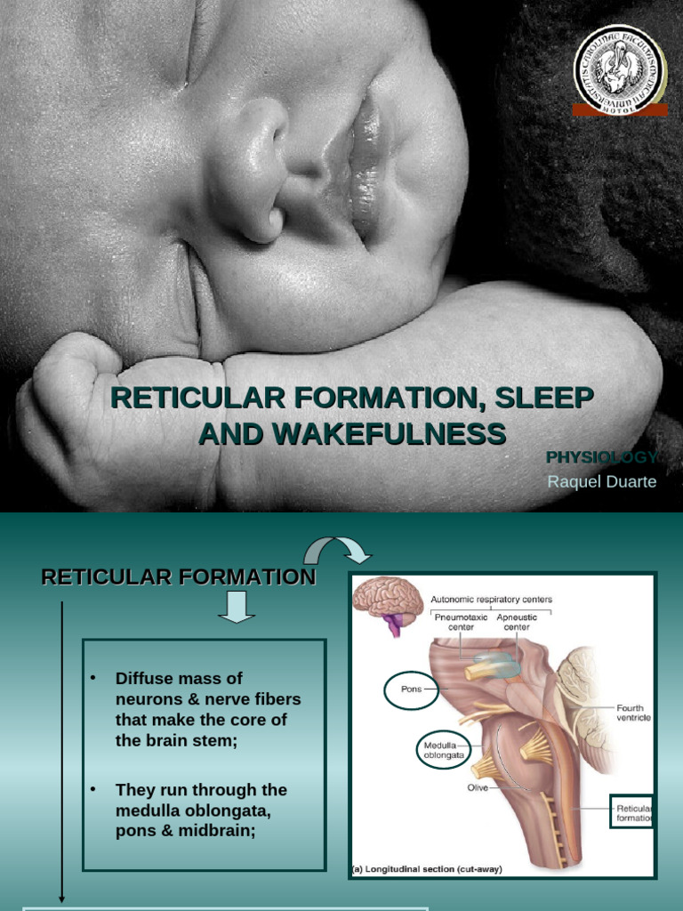 Reticular Formation, Sleep and Wakefulness | PDF | Rapid Eye Movement ...