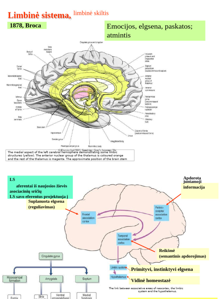 Limbine | PDF | Hippocampus Anatomy | Hippocampus