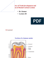 Biochemistry of tooth development and formation of dental carious lesions