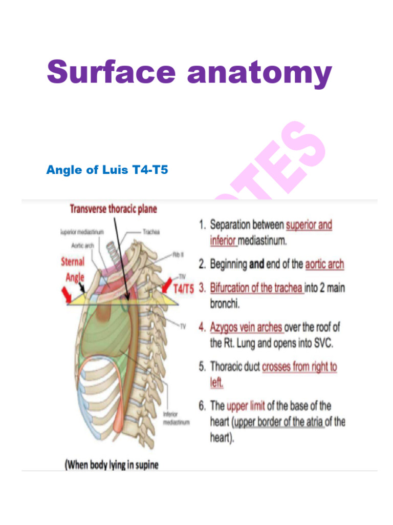 Surface Anatomy Key Landmarks Guide | PDF