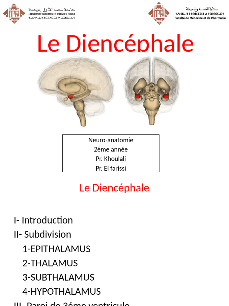 Anatomie et Rôle du Diencéphale | PDF | Thalamus | Hypothalamus