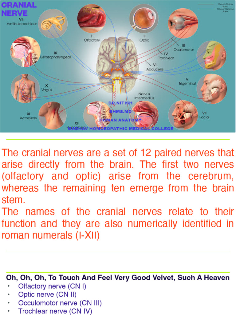 Overview of Cranial Nerves | PDF | Neuroscience | Human Head And Neck
