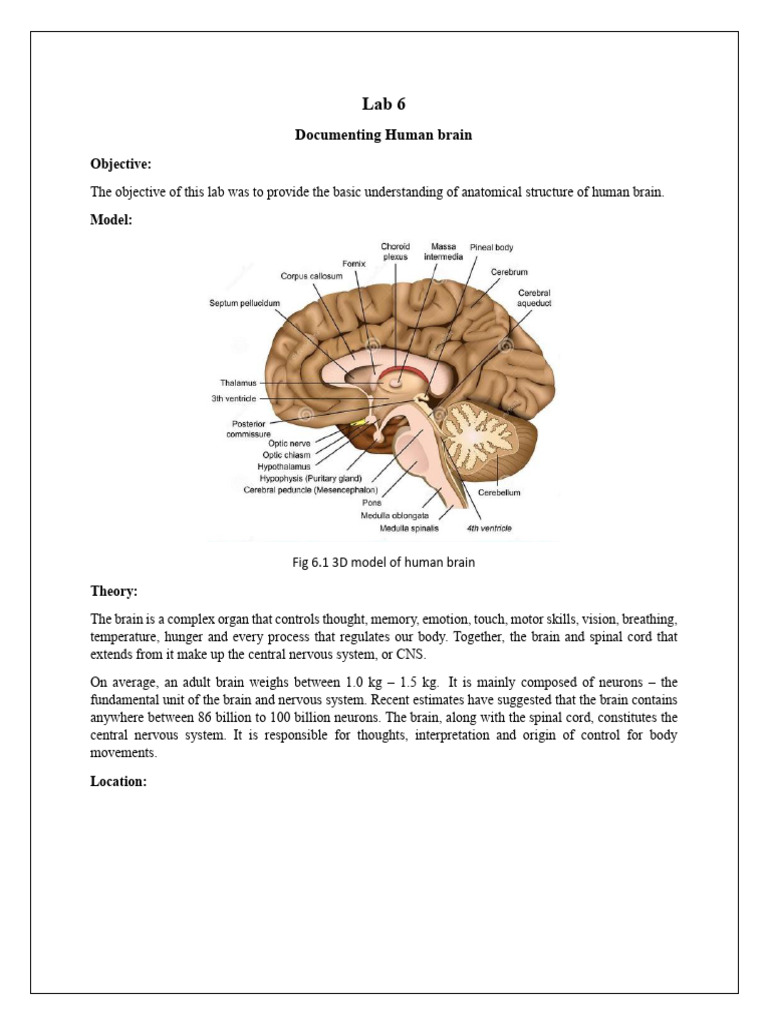 Human Brain Anatomy Overview | PDF | Brain | Cerebrum
