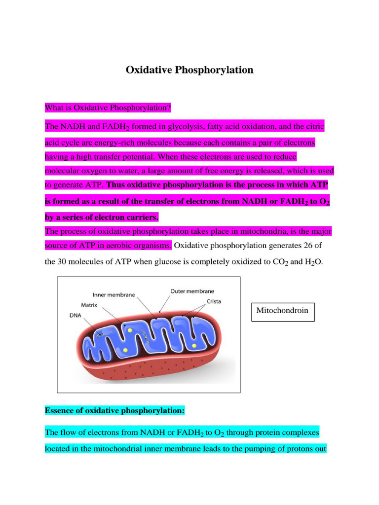 Oxidative Phosphorylation Electron Transport Chain (2) | PDF