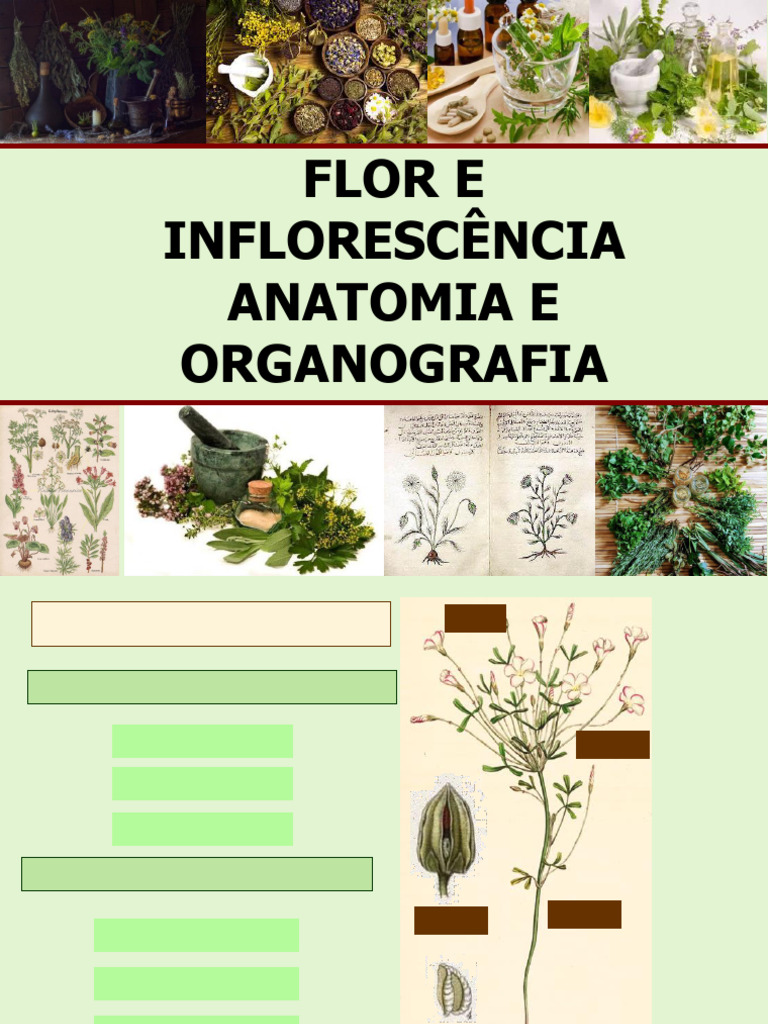 Aula 6 Flor Anatomia e Morfologia | PDF | Flores | Morfologia vegetal