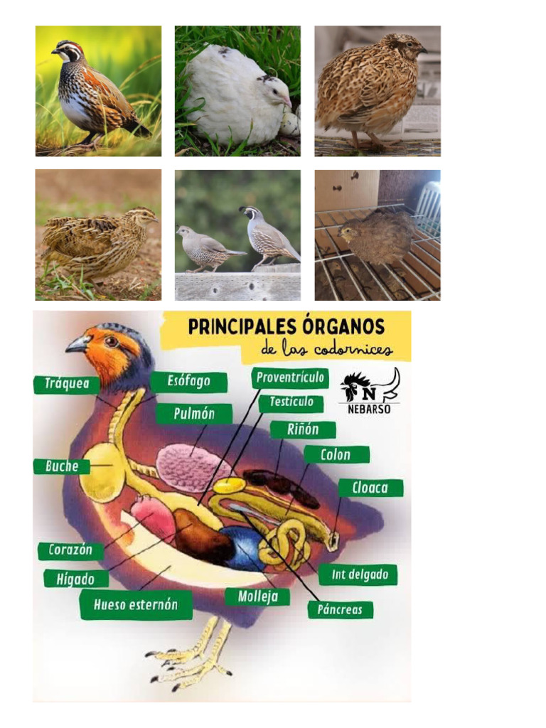Codorniz | PDF