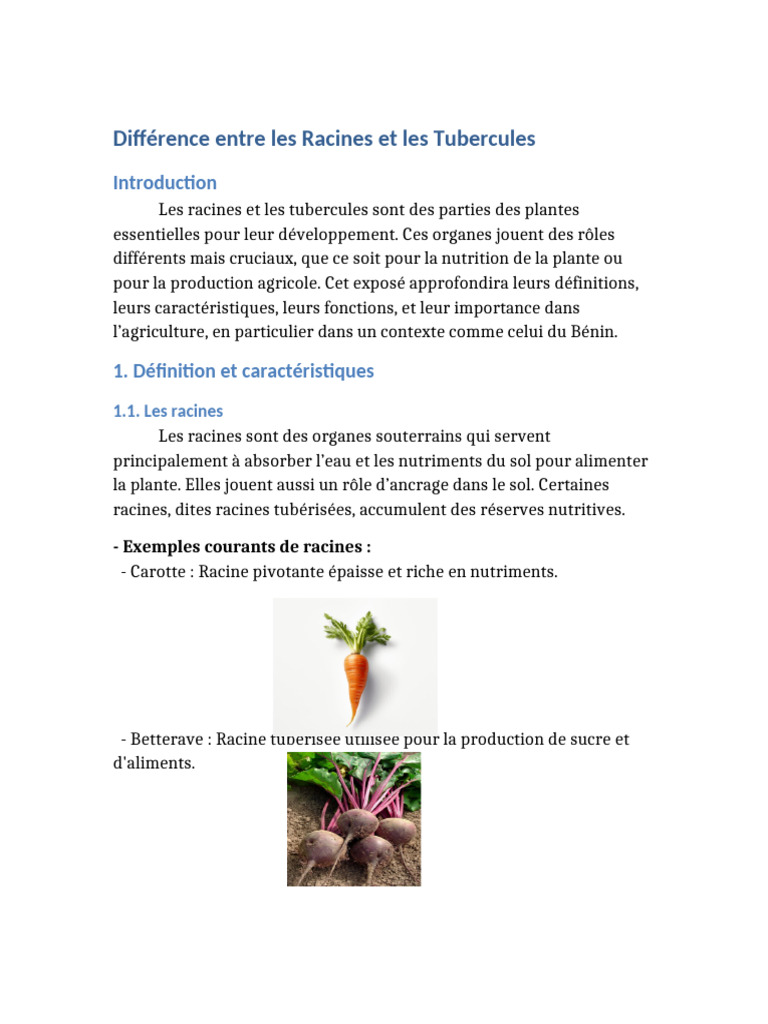 Racines vs Tubercules : Définitions et Rôles | PDF | Racine | Pomme de ...