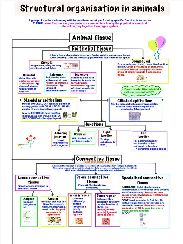 Structural Organisation | PDF