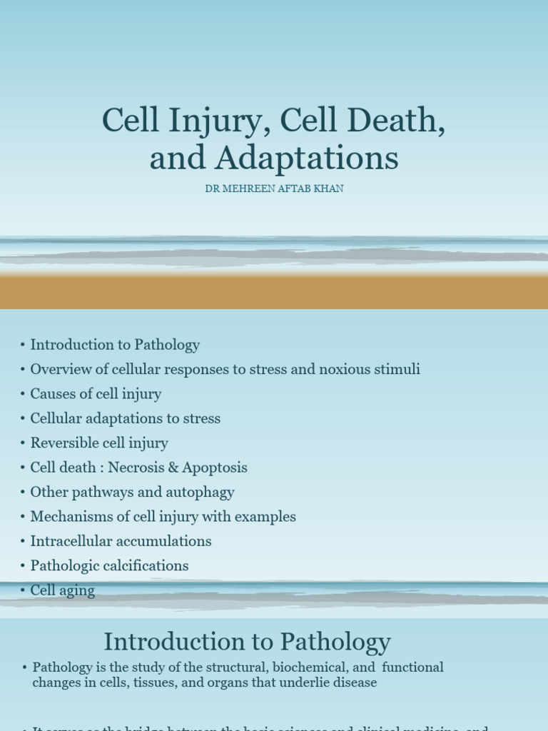 Cell Injury and Adaptation Mechanisms | PDF | Apoptosis | Reactive ...