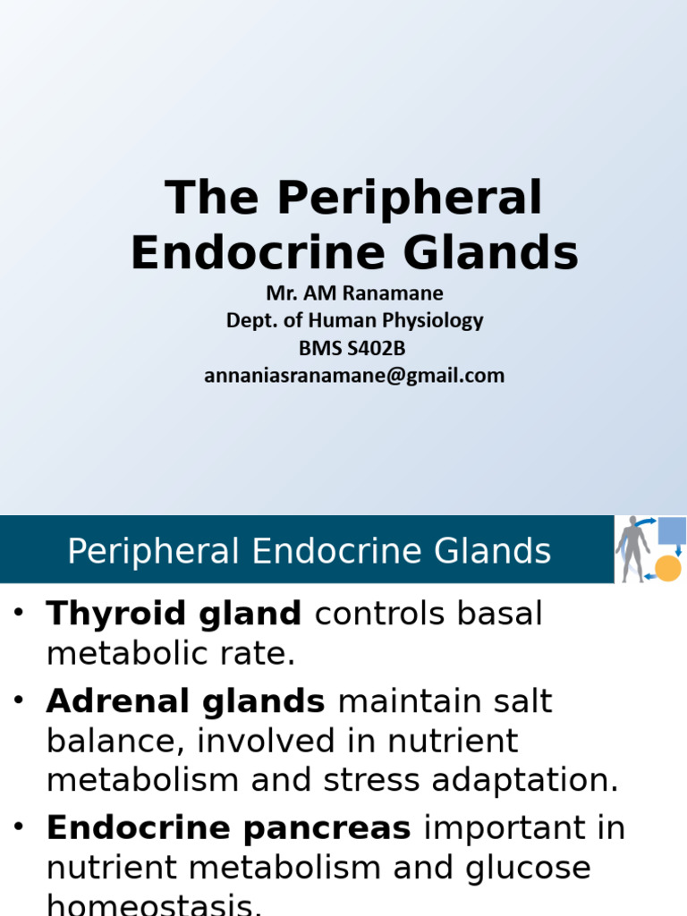 Peripheral Endocrine System 2024 | PDF | Adrenal Gland | Thyroid