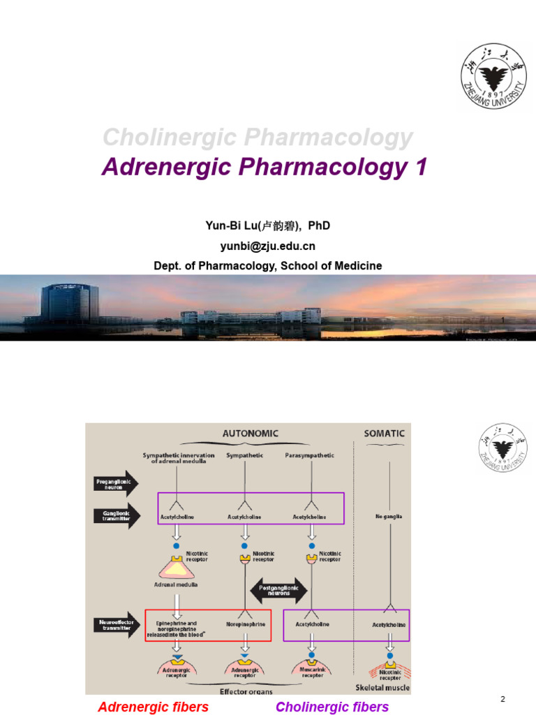 Lecture 7 - Autonomic Drugs3-20230320 | PDF | Norepinephrine | Vasodilation