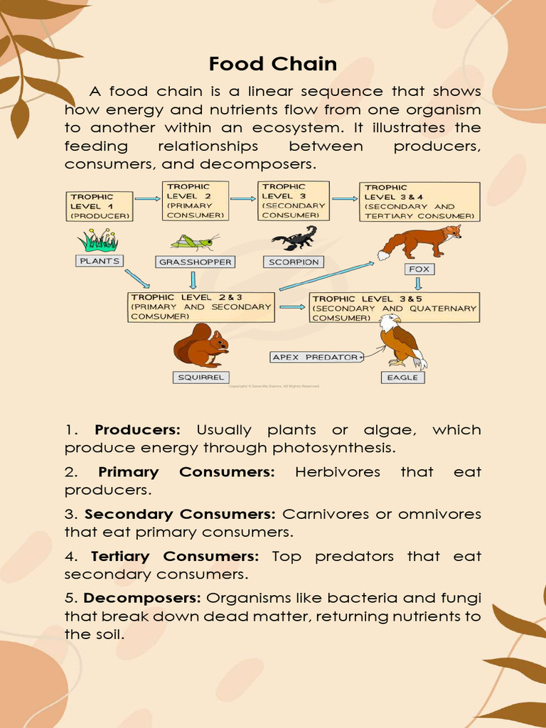 Final Food Chain | PDF | Foods | Food Web