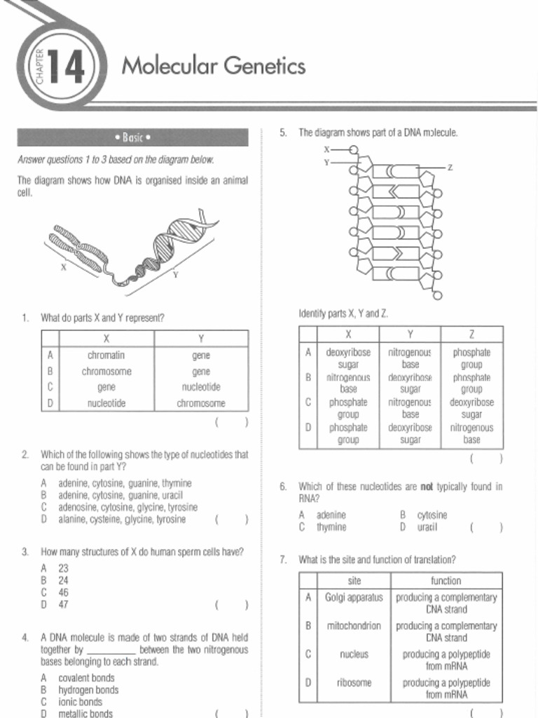 Molecular Genetics QP | PDF