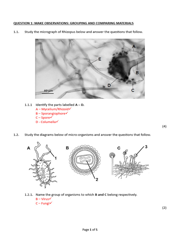 Grade 11 Life Sciences Practical Memo | PDF | Bacteria | Biology