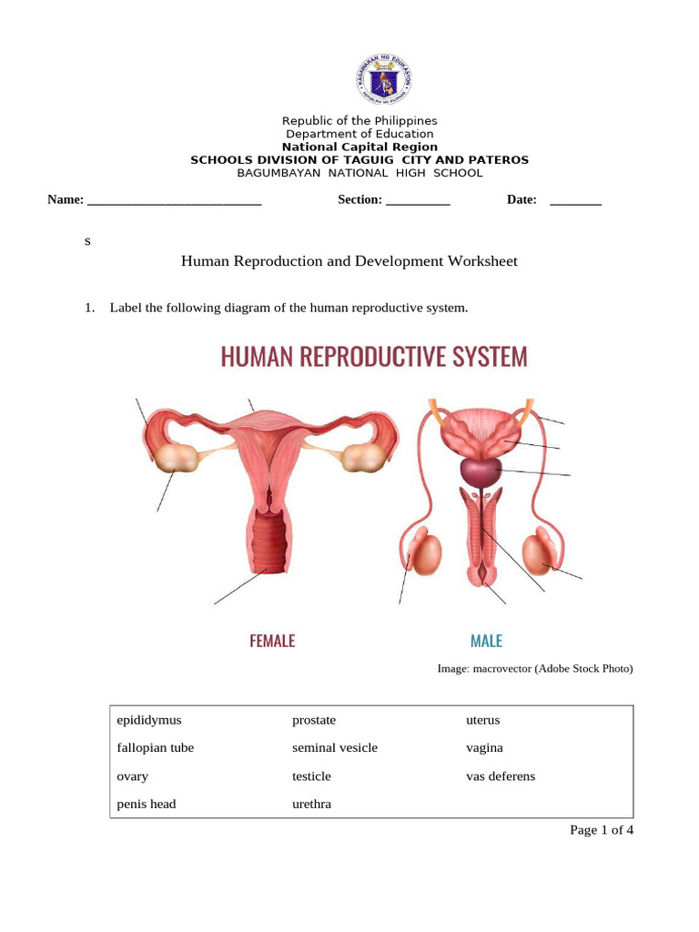 Human Reproduction Worksheet | PDF | Ovary | Human Reproduction