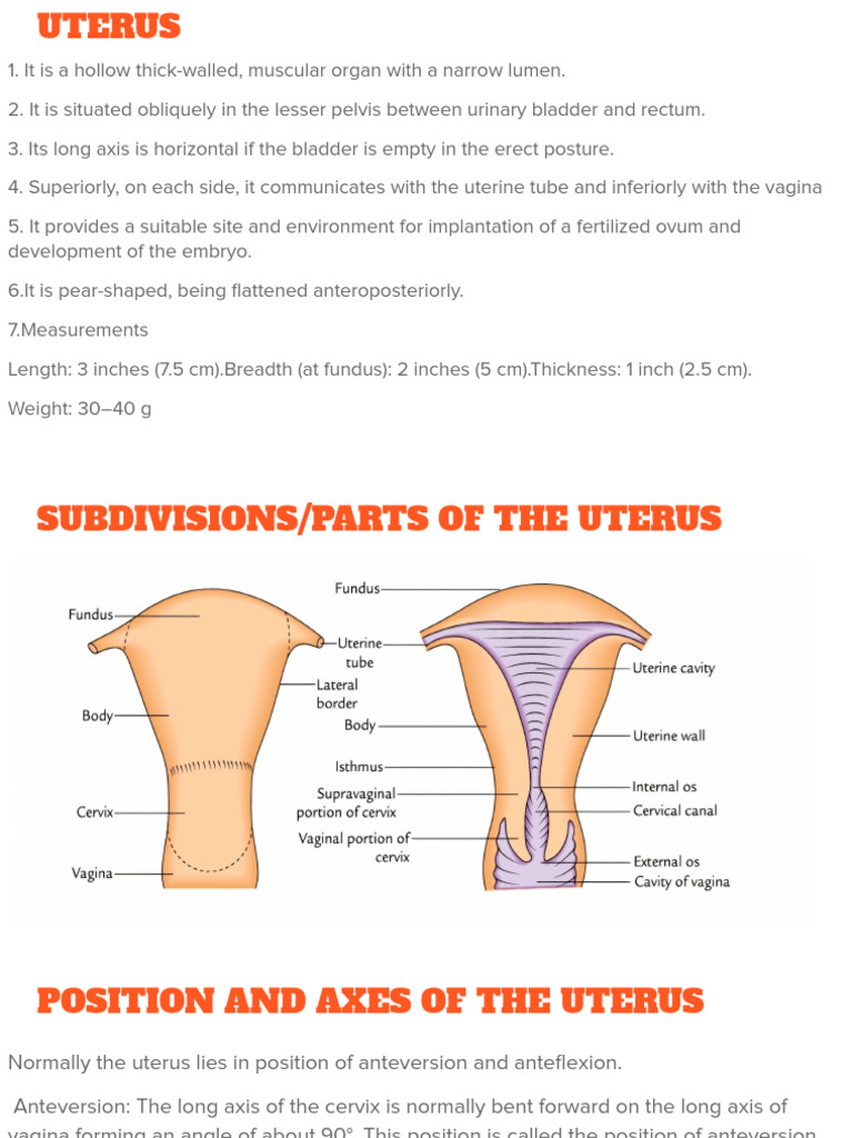 Anatomy and Functions of the Uterus | PDF | Uterus | Vagina