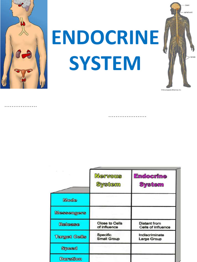 Endocrine System 2022-23 PDF Showed During Lessons | PDF | Hormona ...