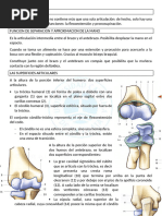 Anatomía y Funciones del Codo | PDF | Codo | Articulación
