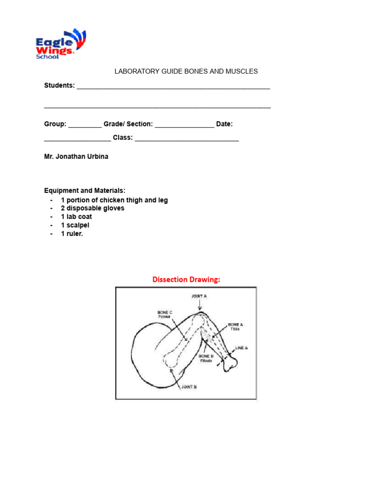 Chicken Leg Dissection Lab Guide | PDF | Knee | Hip