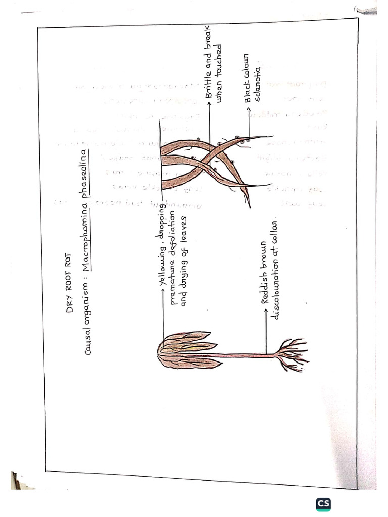 7.pulse Diseases | PDF