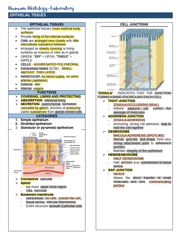 Week-3-Epithelial-Tissues-Trans 2 | PDF | Epithelium | Anatomy