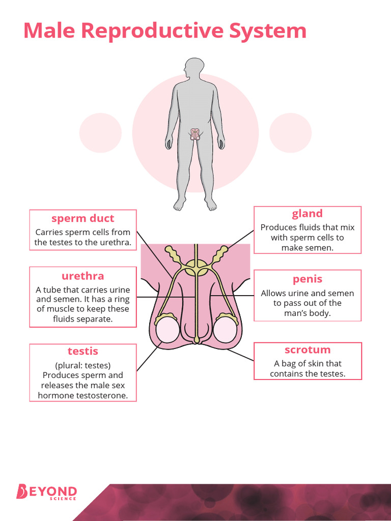 Male Reproductive System Display Poster With Functions | PDF