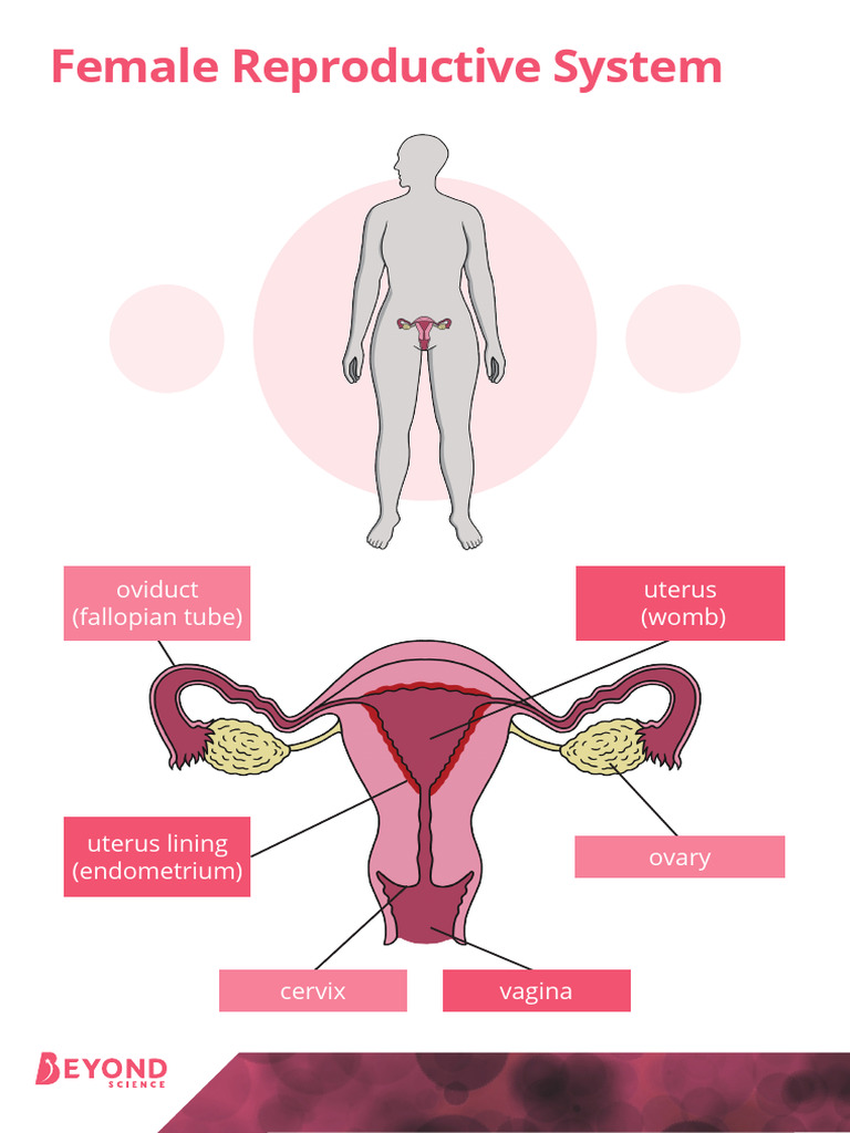 Overview of the Female Reproductive System | PDF