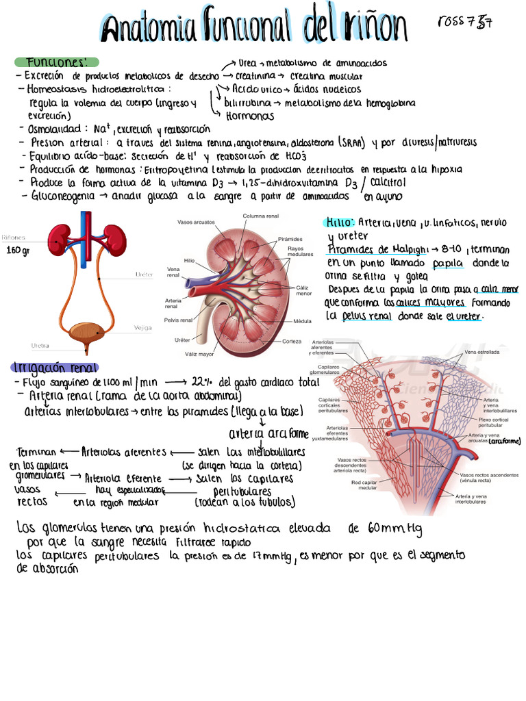 Anatomia Fisiológica Del Riñón | PDF | Riñón | Fisiología