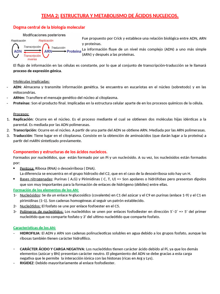 Tema 2 - Acidos Nucleicos | PDF | Adn | Rna