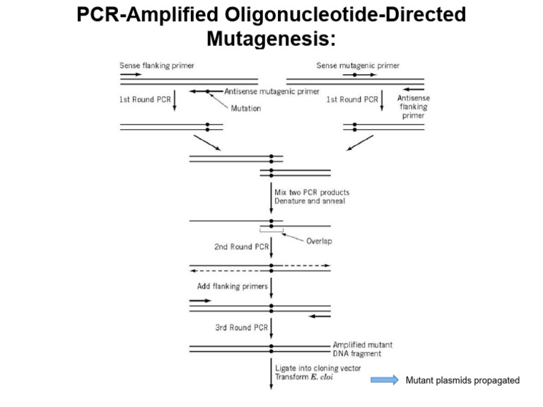 PCR Mutagenesis of Plasmids | PDF