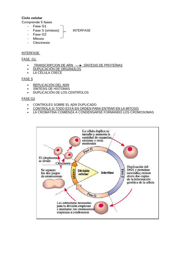 Fases del Ciclo Celular y Regulación | PDF | Mitosis | Ciclo celular