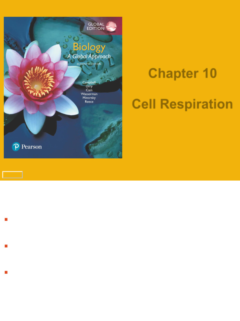10 Lecture Presentation | PDF | Cellular Respiration | Glycolysis