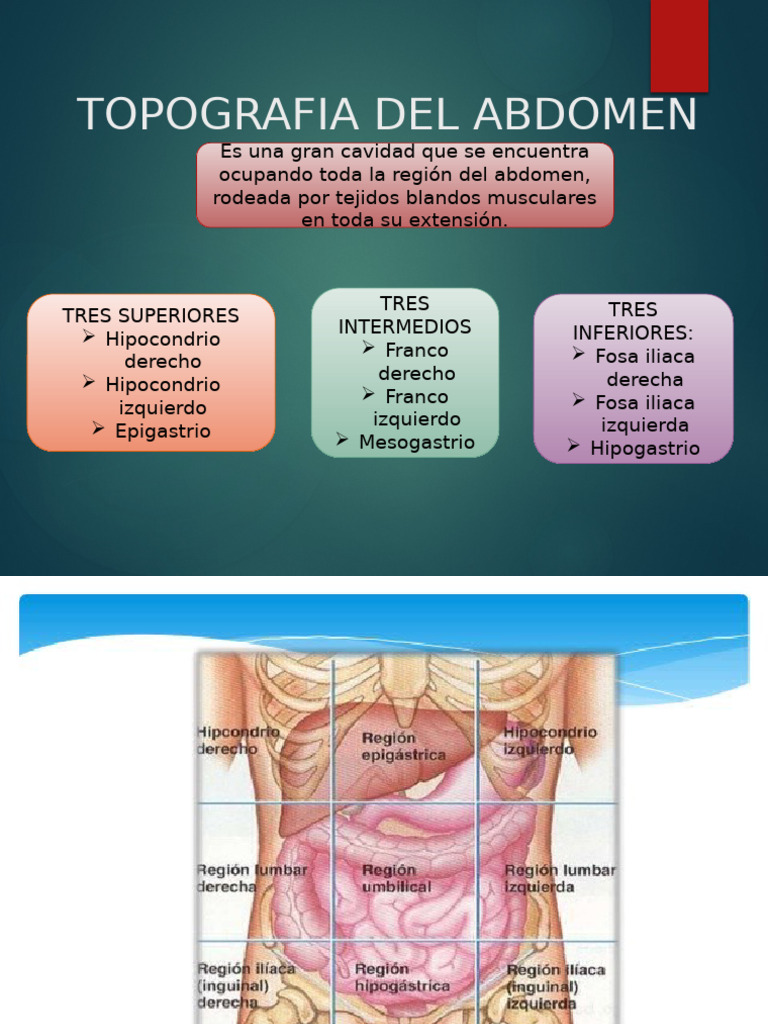 Anatomia Topográfica Do Abdômen – OIHAFF