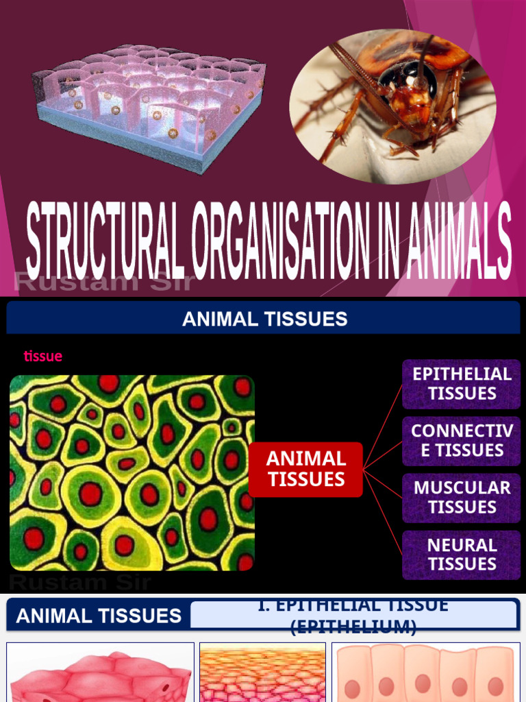 7 Structural Organisation in Animals - Co (1) | PDF | Epithelium ...