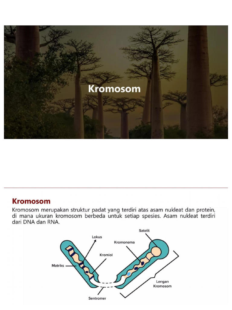 PPT Kromosom, Gen, DNA & RNA Marshanda Widya Putri | PDF