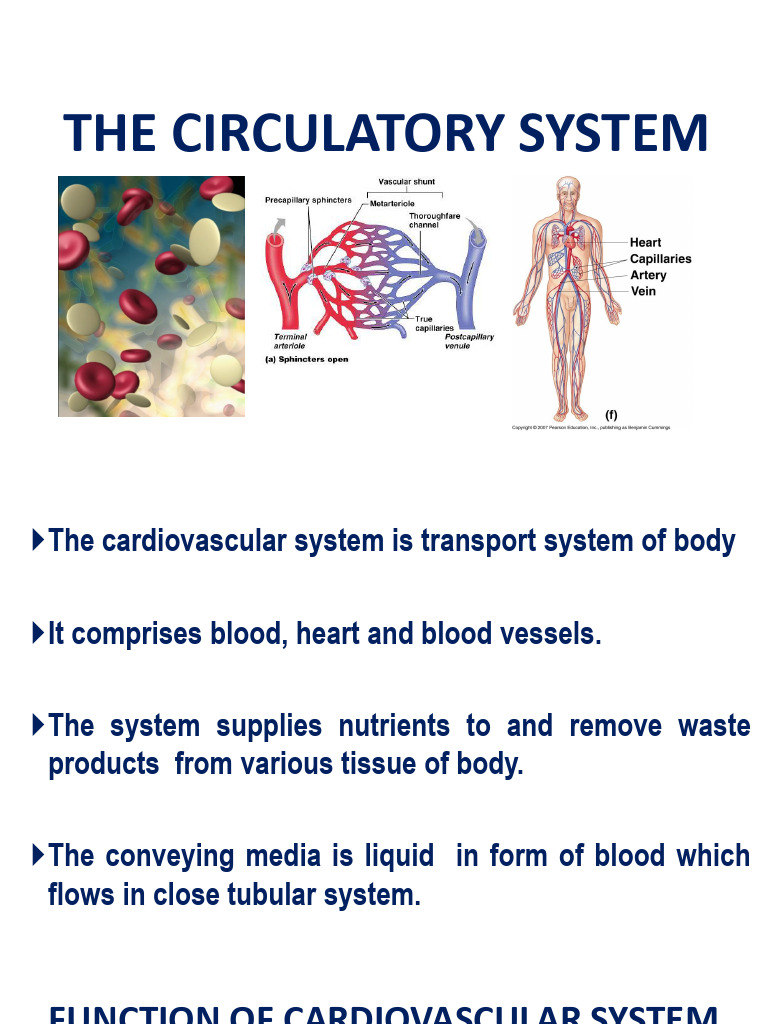 Overview of the Circulatory System | PDF | Heart Valve | Heart
