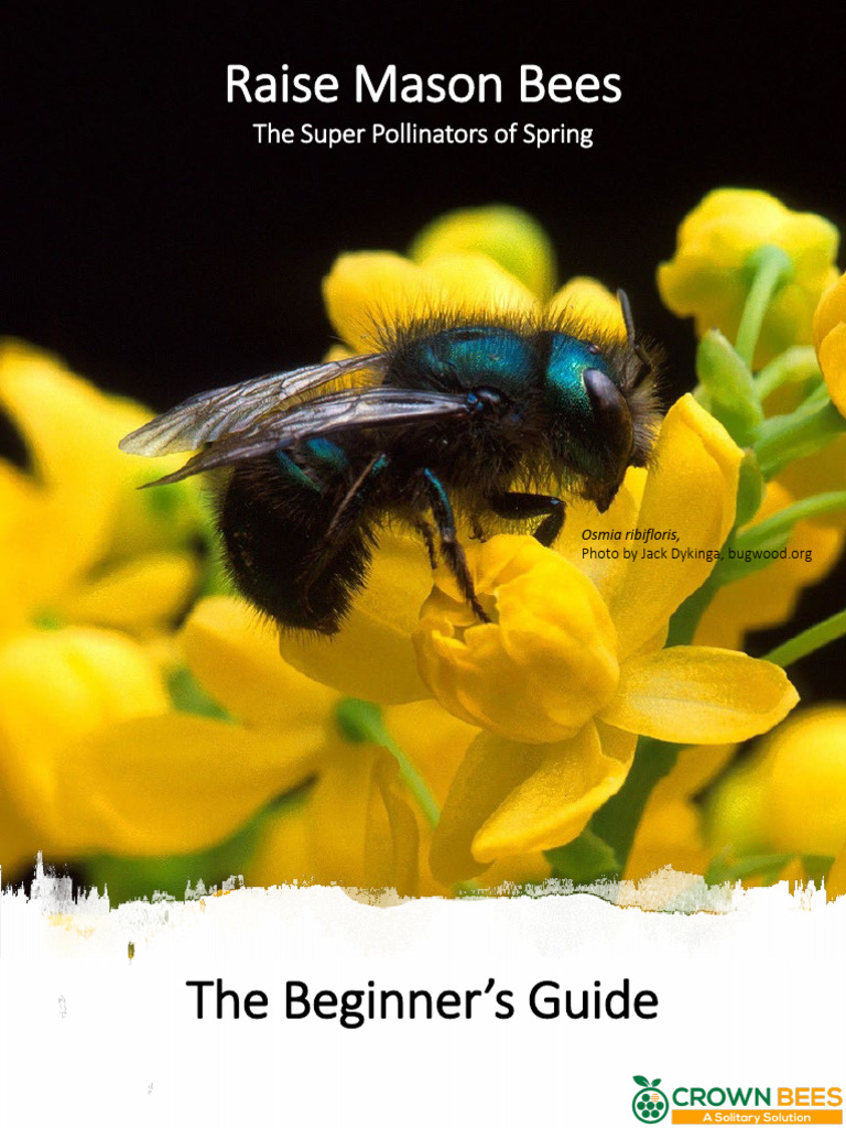 Mason Bee Beginner Guide 2022 | PDF | Bees | Pupa