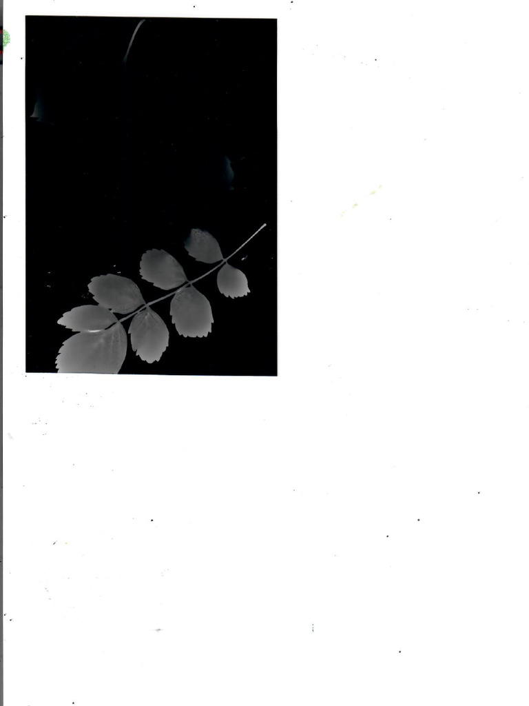 Scan 0025 | PDF