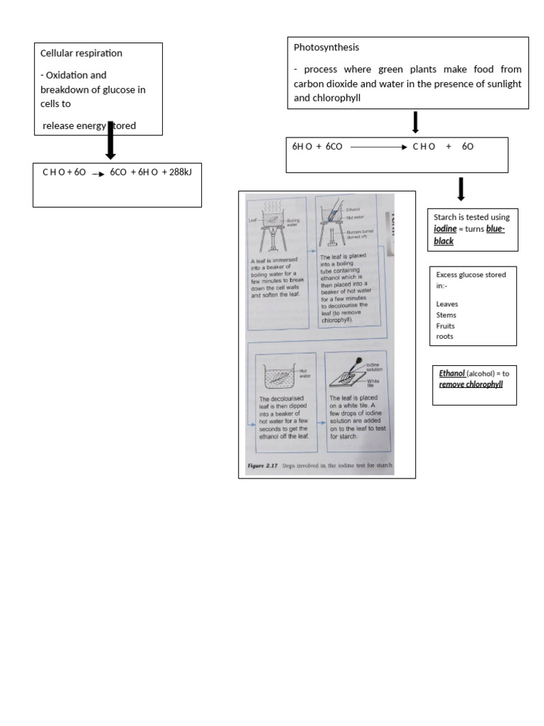 Cellular Respiration and Photosynthesis Explained | PDF