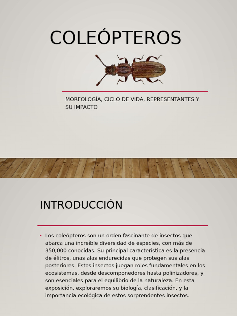 Coleopteros Presentacion | PDF