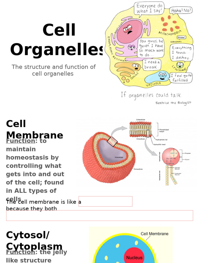 Overview of Cell Organelles and Functions | PDF | Endoplasmic Reticulum ...