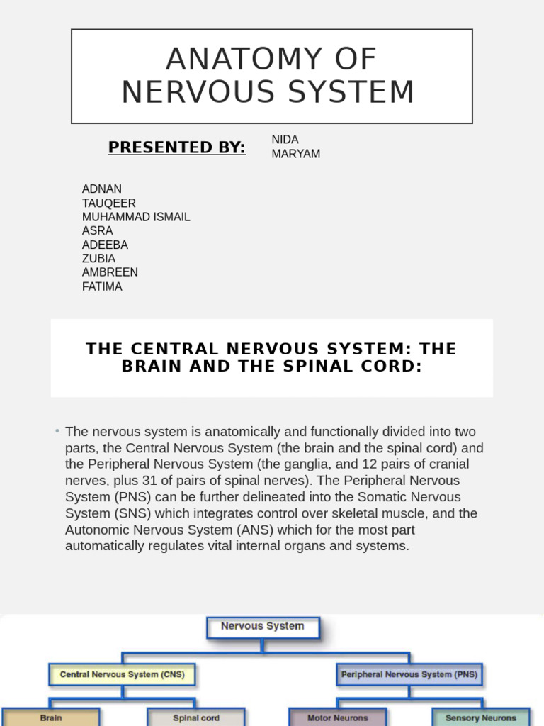 Anatomy of Nervous System | PDF | Central Nervous System | Cerebellum